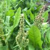 【畑の様子】夏の気配を感じ始めた４月の終わり、夏野菜の畑の準備
