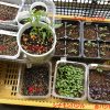 【畑の様子】バジルは順調に発芽。夏野菜の苗はそろそろ植付けかな