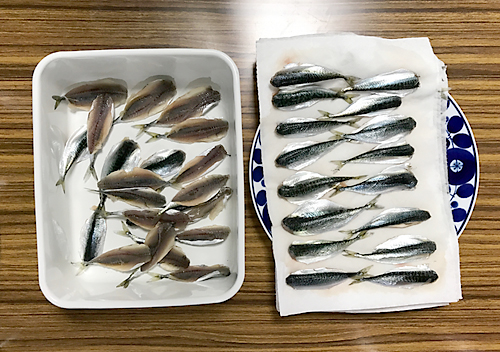 館山小サバとウツボ　鯖　釣り