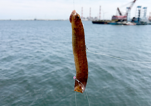 鹿島港サビキ釣りで小サバの入れ食い
