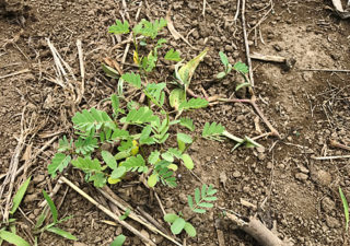 【緑肥／水はけ改善】土壌改良の為に播いたセスバニアが芽生えてきました