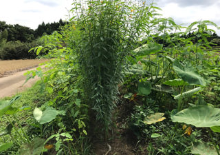 【緑肥／水はけ改善】里芋と混植しているクロタラリアの成長がすごい！