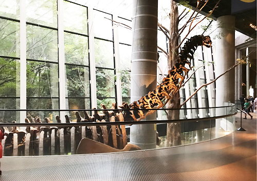 茨城自然博物館に恐竜