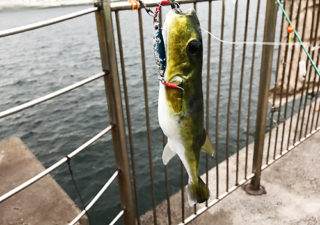 【釣り／鹿島】９月・潮が悪いが釣りをしたい。そして鹿島港に夜釣りへ。