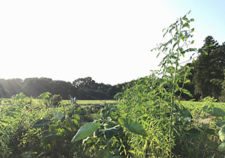 【緑肥／水はけ改善】セスバニアの成長がもの凄い！