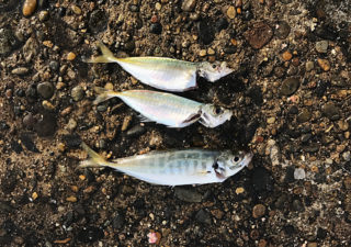 【釣り／鹿島】１０月・若潮って釣れるんですか？そして鹿島港に夜釣りへ