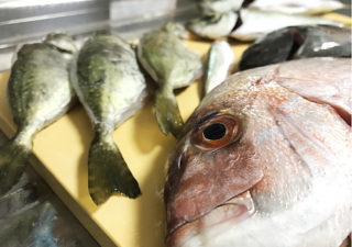 【釣りレシピ／館山】１０月・釣り上げたマダイを塩焼きと鯛飯で美味しくいただきます！