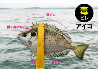 【釣り／毒魚】痛い！アイゴに刺された！釣りの際に気をつけたい魚