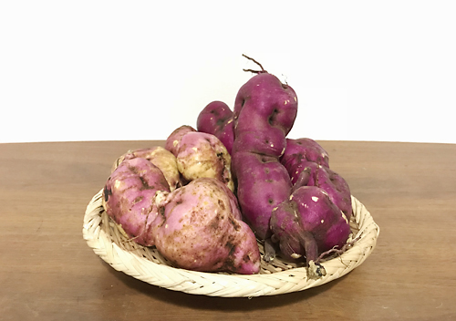 サツマイモ、ベニハルカと安納芋