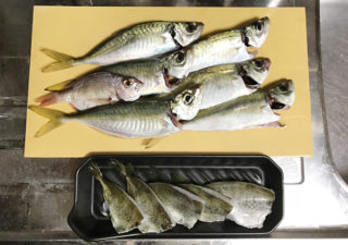 【釣り／館山】１１月・アジが好調。釣れたアジを泳がせていたら…悶絶の！？