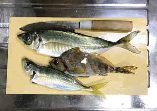 【釣り／館山】１１月・好調という館山に。数は釣れぬが大物が！