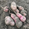 【保存／サツマイモ】収穫したサツマイモを簡単に保存する方法