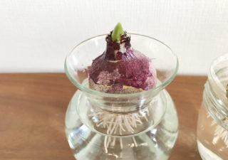 【ヒヤシンス／水耕栽培】１月・さっそく根が出てきました！