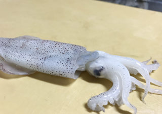 【釣り／ヒイカ】酒のつまみに！ヒイカを一夜干しにしてみました