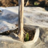 【畑／ニンニク】急遽真冬の１月に植えたニンニク。それでも芽が出てきました！