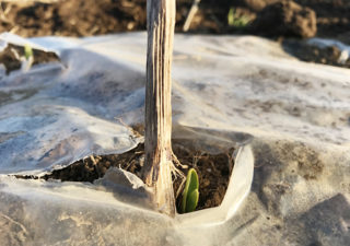 【畑／ニンニク】急遽真冬の１月に植えたニンニク。それでも芽が出てきました！