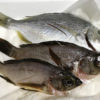 【釣り／レシピ】館山で釣ったキビレとメバルを酒粕漬けにして美味しくいただきます