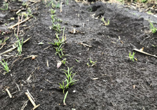 【播種／ほうれん草】自家採種したほうれん草の種が発芽しました！