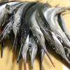 【釣り／館山】４月・アジは釣れぬがサバとサヨリの入れ食い状態！