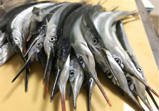 【釣り／館山】４月・アジは釣れぬがサバとサヨリの入れ食い状態！