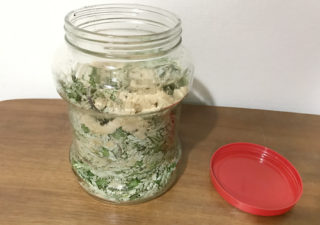 【肥料／ヨモギ】ヨモギの新芽を漬けて発酵液を作ります！