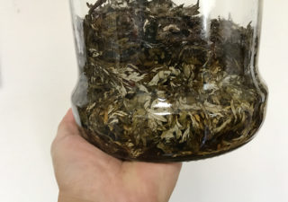 【肥料／ヨモギ】1カ月漬けこんだ発酵液「天恵緑汁」を濾過してみました。