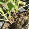 【栽培／サツマイモ】種芋から伸びたスーパーのさつまいも。苗蔓を植え付けます。