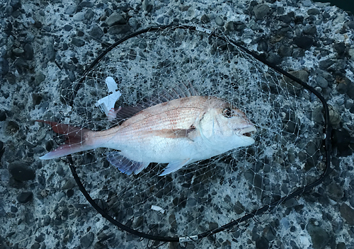 ７月館山の堤防で真鯛を釣る
