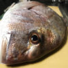 【釣り／館山】７月・堤防でめで鯛マダイ。今度は４０オーバー！！