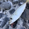 【釣り／南房総】８月・昼の浅瀬に小魚がウジャウジャ。むむ、これはアジ、サヨリ？