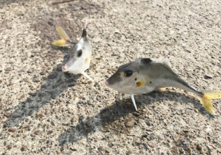 【釣り／館山】４月・トリックサビキがあれば安心！港の岸壁でファミリーフィッシング。