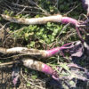 【収穫／日野菜かぶ】紫色のグラデーション。細長くて綺麗なカブが採れました。