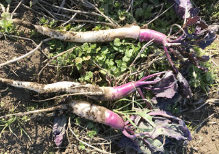 【収穫／日野菜かぶ】紫色のグラデーション。細長くて綺麗なカブが採れました。