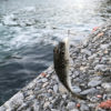 【釣り／勝浦・鴨川】３月・水温上昇！外房の釣り場散策に出かけてみました。