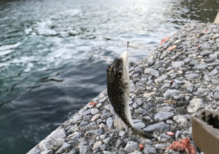 【釣り／勝浦・鴨川】３月・水温上昇！外房の釣り場散策に出かけてみました。