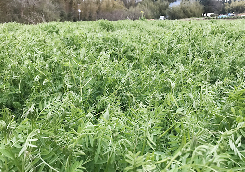 ヘアリーベッチの成長 栽培　緑肥