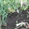 【コンパニオンプランツ】４月・マメ科とネギ類の混植はＮＧ！エンドウ豆が成長しない…。