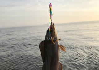 【釣り／鹿島】ジグパラ・ブレード130mmに食らいついたアイナメ！その後も大型シーバスが…