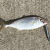 【釣り／鹿島港 魚釣園】７月・青物襲来で夏到来！ショゴ・ワカシがワラワラ。