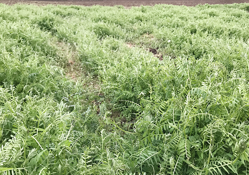 緑肥ヘアリーベッチの栽培・成長・採種
