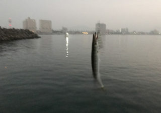 【釣り／勝浦・鴨川】８月・夏の外房で涼しく夜釣り。のはずが、どこもかしこも伊勢海老漁の網ばかり…