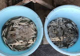 【千葉旅／九十九里】外房の旬の鮮魚を手に入れるならば、海の駅の直売所へGO！