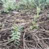【緑肥／ヘアリーベッチ】来年の雑草抑制のため、採種したタネを播種します！