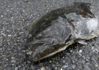 【釣り／勝浦・鴨川】堤防からアジの泳がせ！食いついたのは大きな寒ヒラメ！