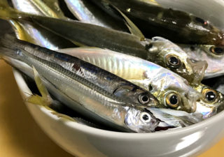 【釣り/勝浦・鴨川】アミ姫で大漁。サビキ釣りでアジにウルメにトウゴロウイワシ。
