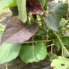 【さつまいも／安納芋】植付け用に簡易温室で種芋を芽出し。