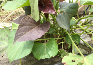 【さつまいも／安納芋】植付け用に簡易温室で種芋を芽出し。