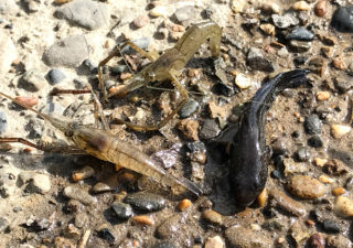 【釣り／テナガエビ】利根川で赤虫をエサに竿を垂らしてみたらエビアパートを発見。