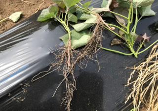 【さつまいも／安納芋】６月・伸びた蔓をカットして植付けします。