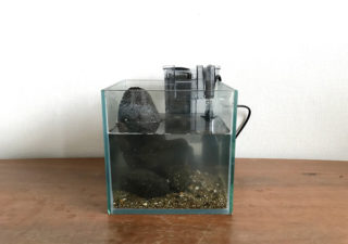 【イソガニ/飼育】磯でつかまえた岩ガニを自宅の水槽で飼うことになりました。